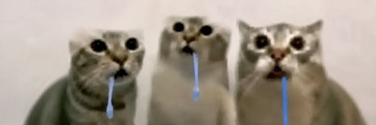 Drooling cat banner